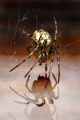 visgraatje (theridion varians)